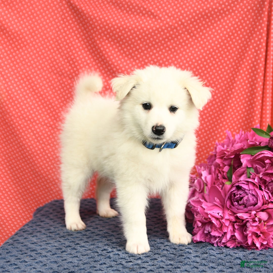 American Eskimo dogs for sale: Mars - Image 7