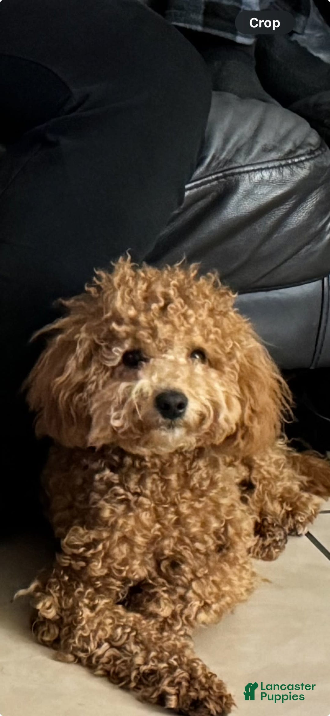 Maltipoo dogs for sale: Penny - Image 6