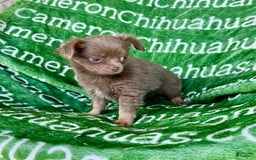Chihuahua dogs for sale: Tobias Lavender Long Coat - Image 40