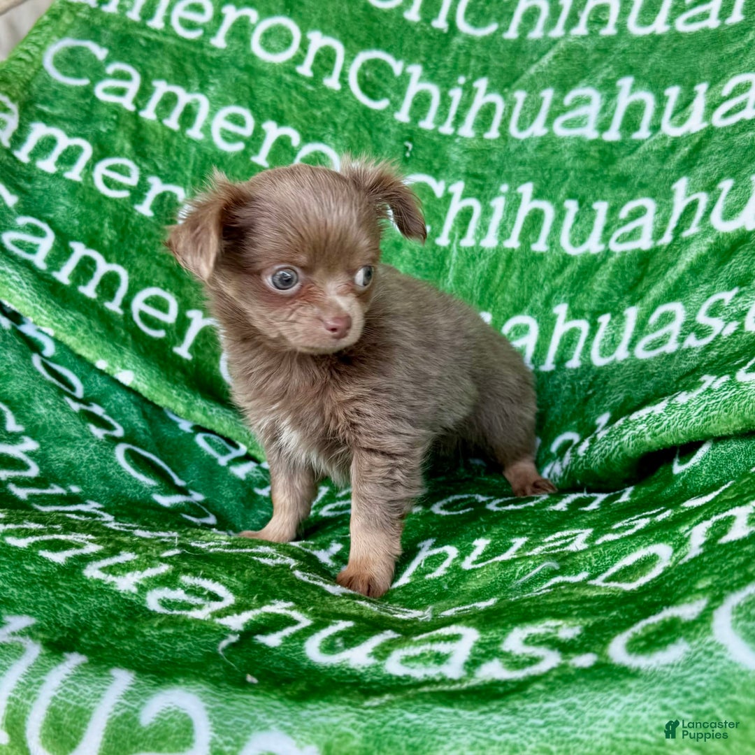 Chihuahua dogs for sale: Tobias Lavender Long Coat - Image 40