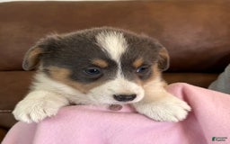 Welsh Corgi Pembroke dogs for sale: Pink Collar Bluie Girl - Image 1