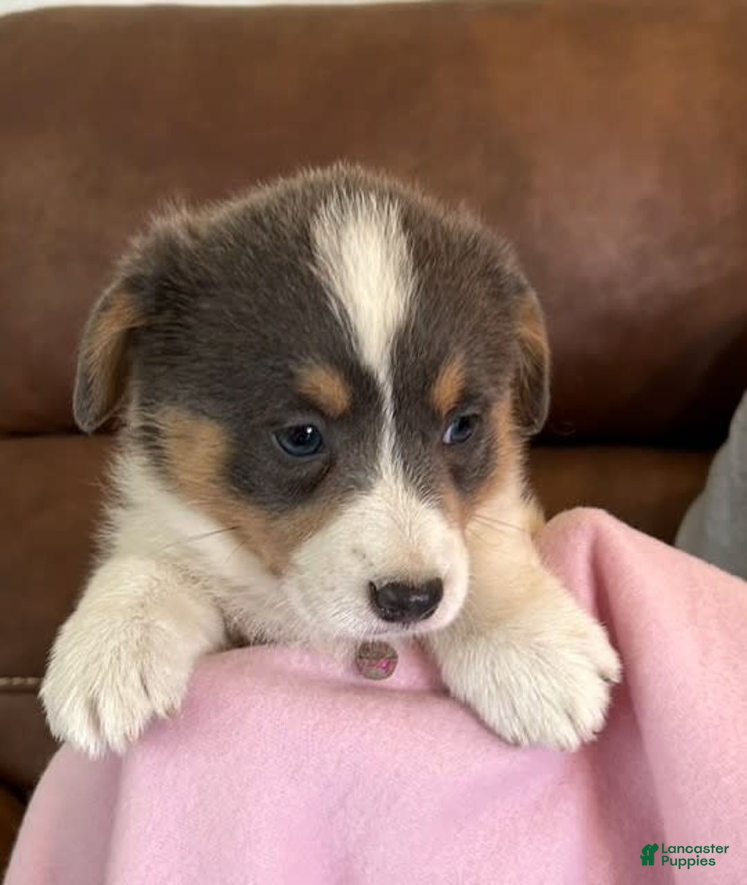 Welsh Corgi Pembroke dogs for sale: Pink Collar Bluie Girl - Image 1
