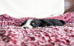 Greater Swiss Mountain Dog dogs for sale: Harvey - Image 7