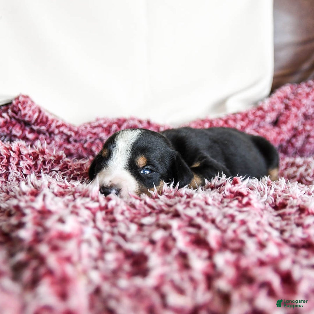 Greater Swiss Mountain Dog dogs for sale: Harvey - Image 7