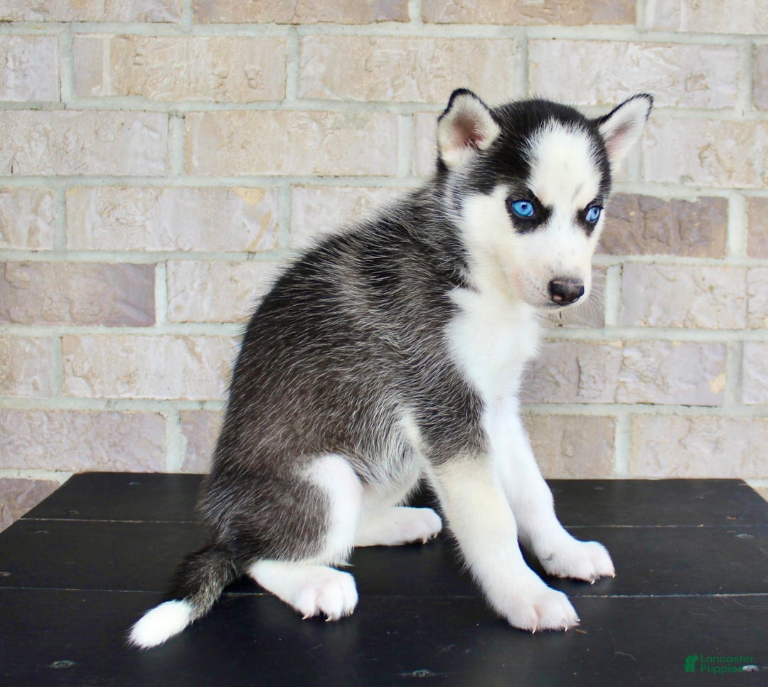Siberian Husky dogs for sale: Allie - Image 3