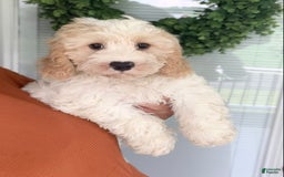 Cavachon dogs for sale: Charlie - Image 6