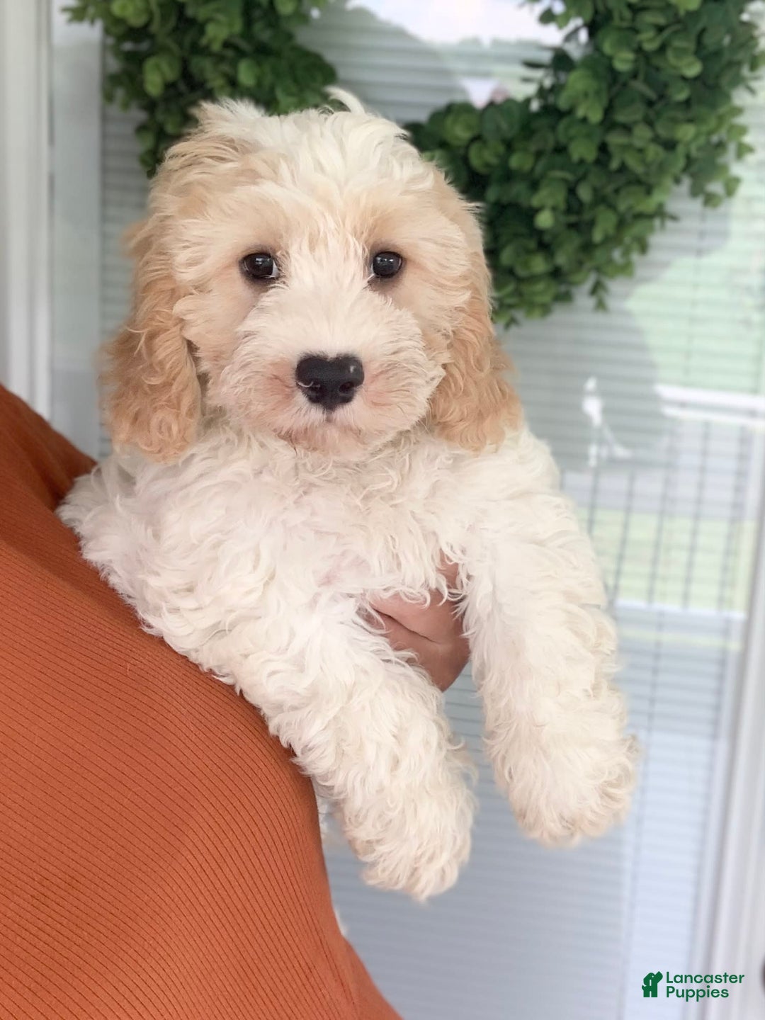 Cavachon dogs for sale: Charlie - Image 6