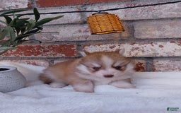 Pomsky dogs for sale: Sweetie Pie - Image 5
