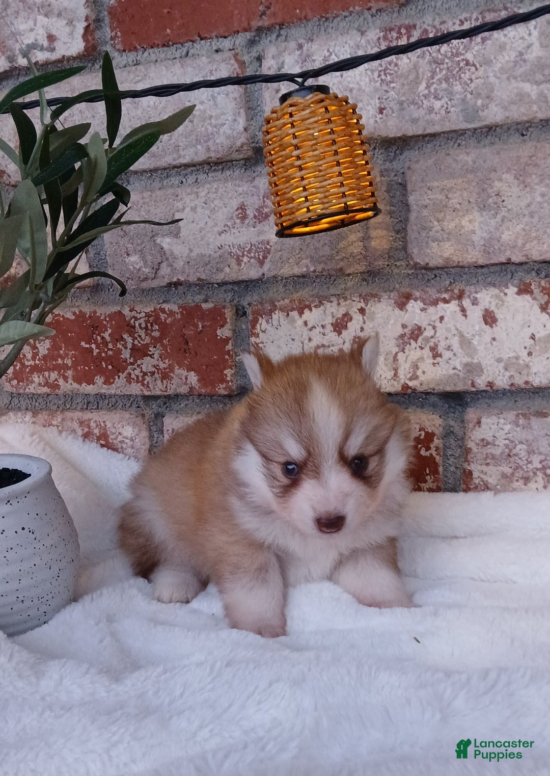 Pomsky dogs for sale: Sweetie Pie - Image 5