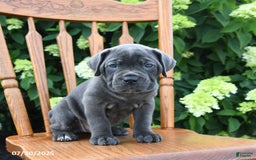 Cane Corso dogs for sale: Sterling - Image 5