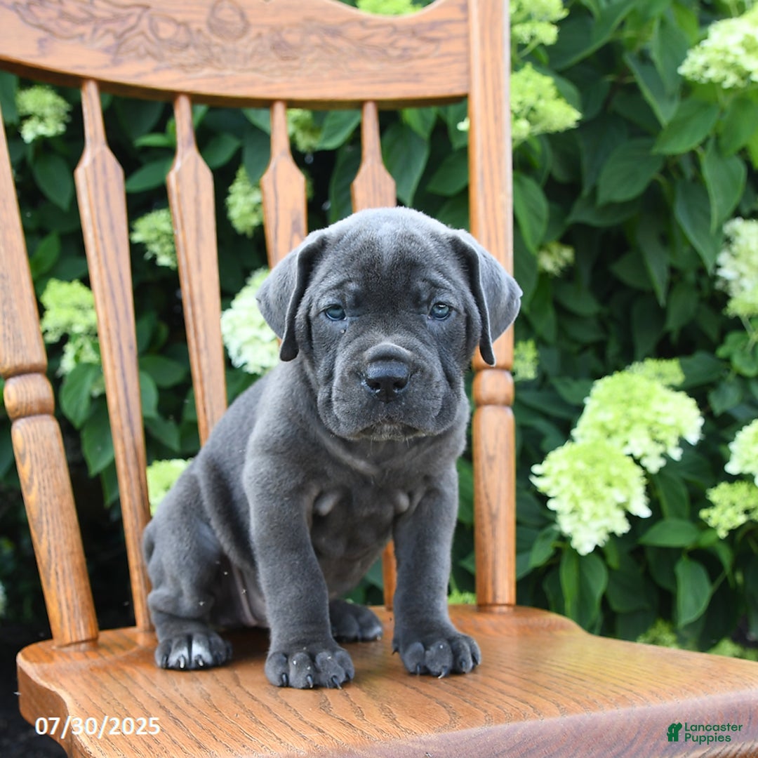 Cane Corso dogs for sale: Sterling - Image 5