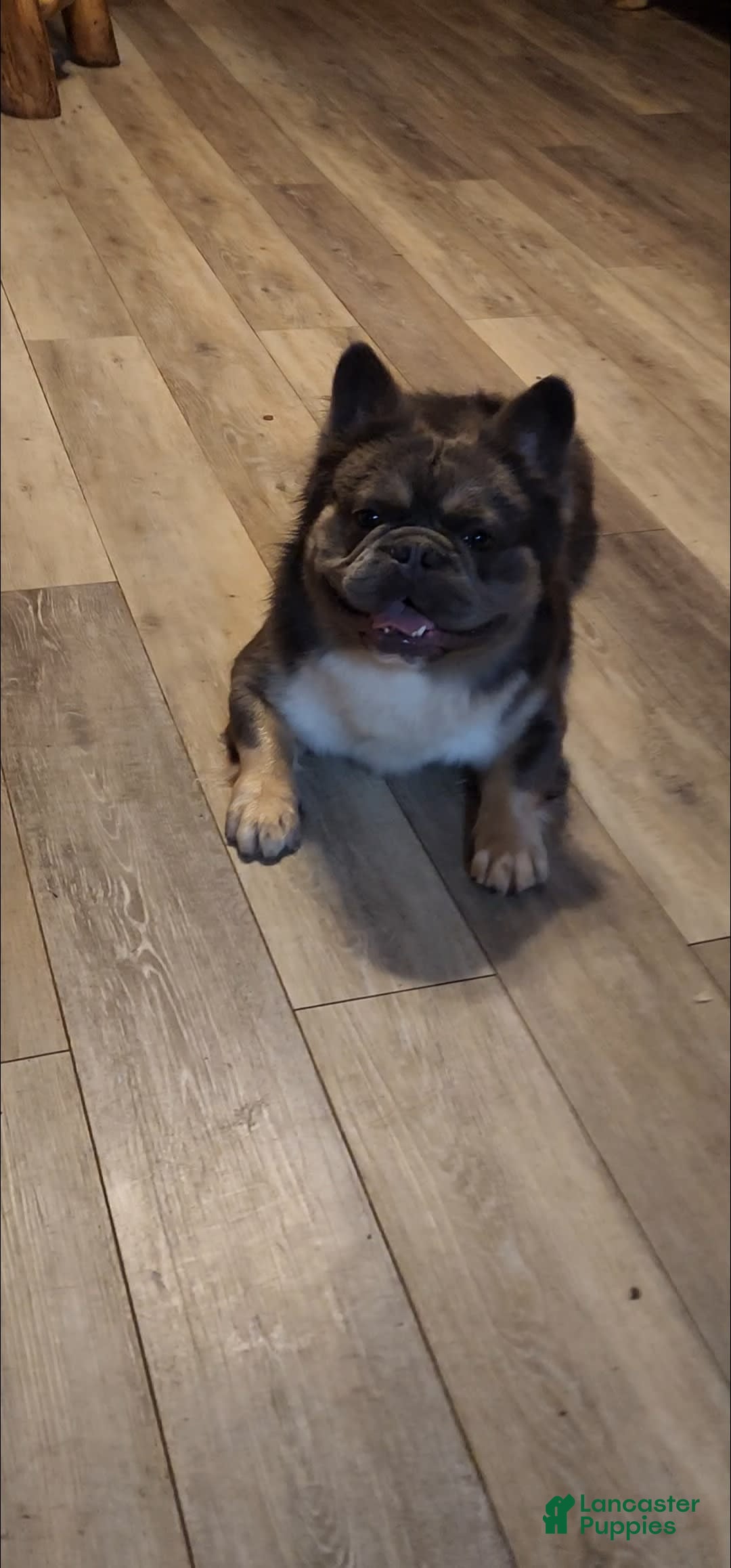 French Bulldog dogs for sale: Top Gun - Image 4