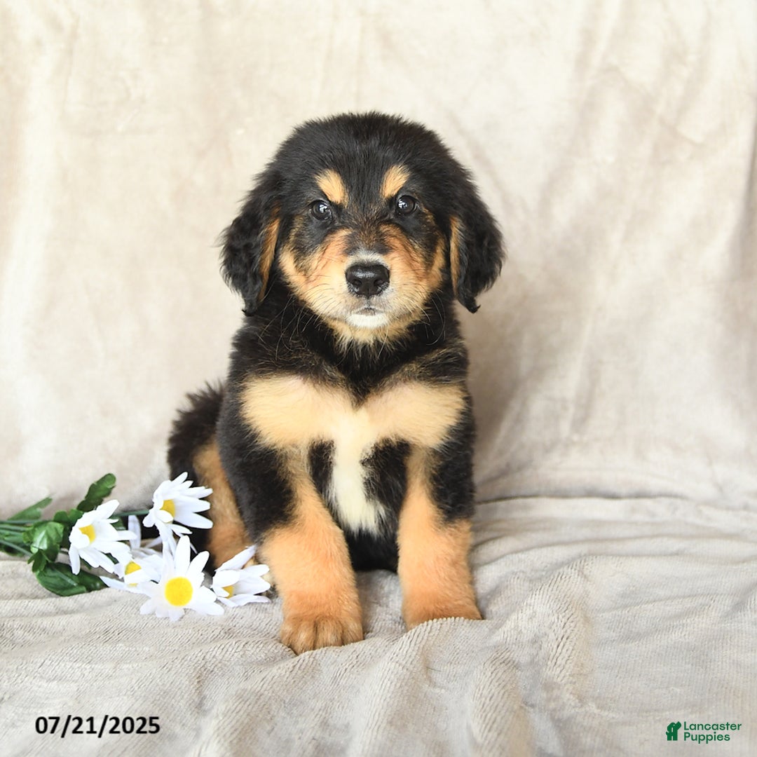 Bernese Mountain Dog dogs for sale: Smokey - Image 3