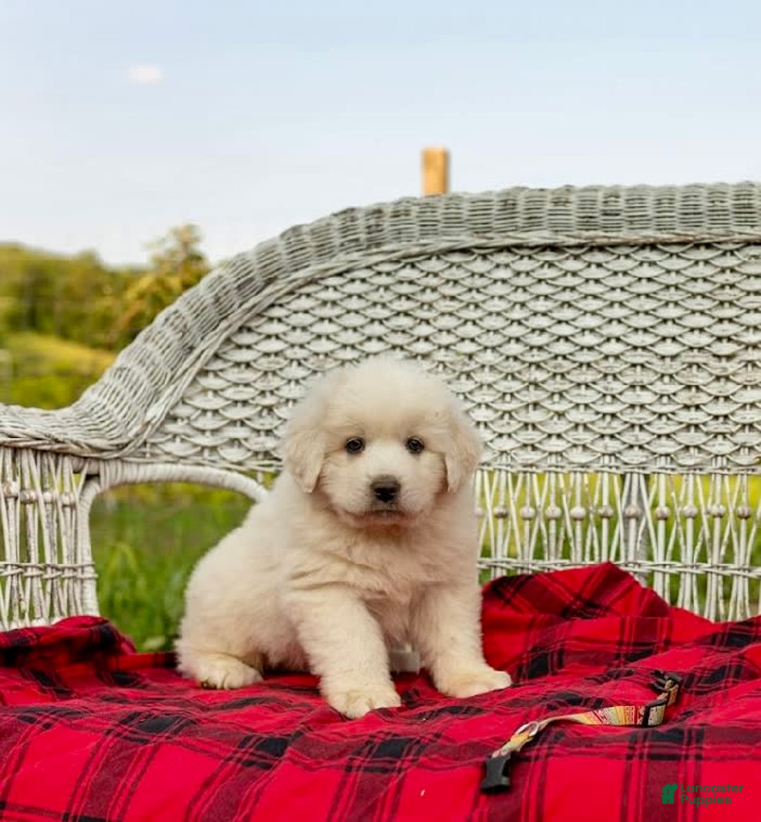 Great Pyrenees dogs for sale: Zeyphr - Image 1