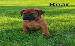 Bullmastiff dogs for sale: Bear - Image 1