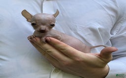 Chihuahua dogs for sale: Trumpette - Image 12