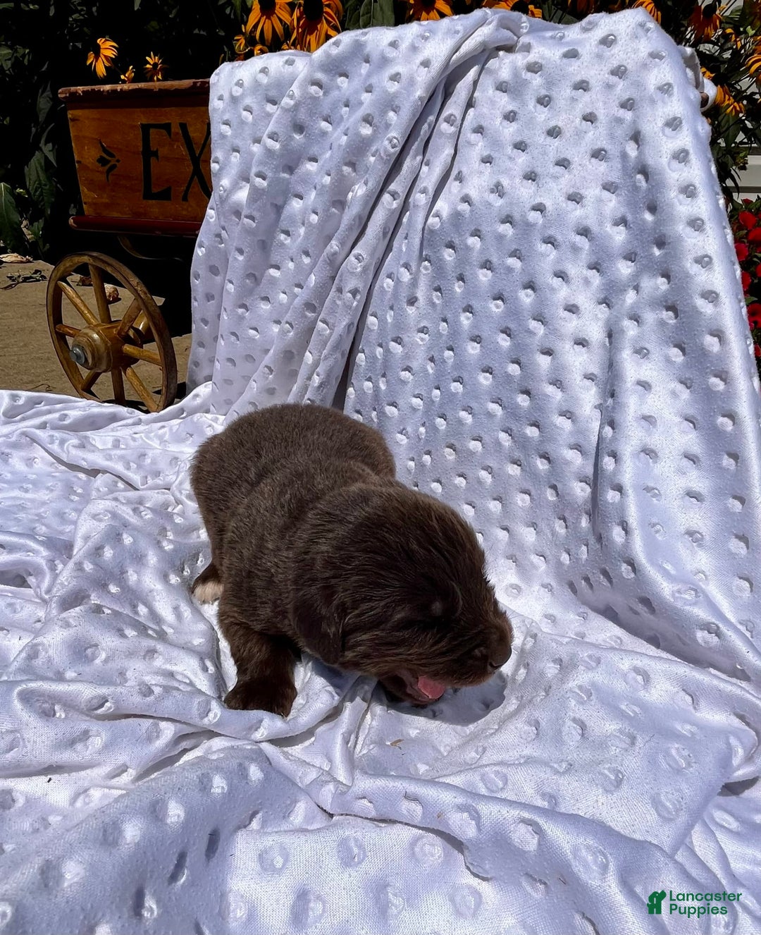 Newfoundland dogs for sale: Newfoundland 7 puppies - Image 19