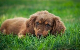 Miniature Dachshund dogs for sale: Harry - Image 10