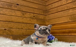 French Bulldog dogs for sale: Knox - Image 5