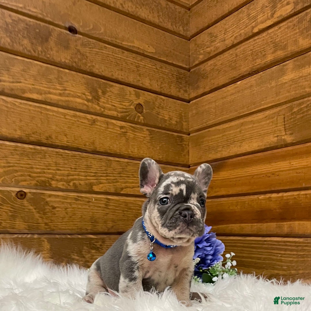 French Bulldog dogs for sale: Knox - Image 5