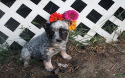 Australian Cattle Dog dogs for sale: Darling - Image 1