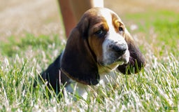 Basset Hound dogs for sale: Rocky - Image 12
