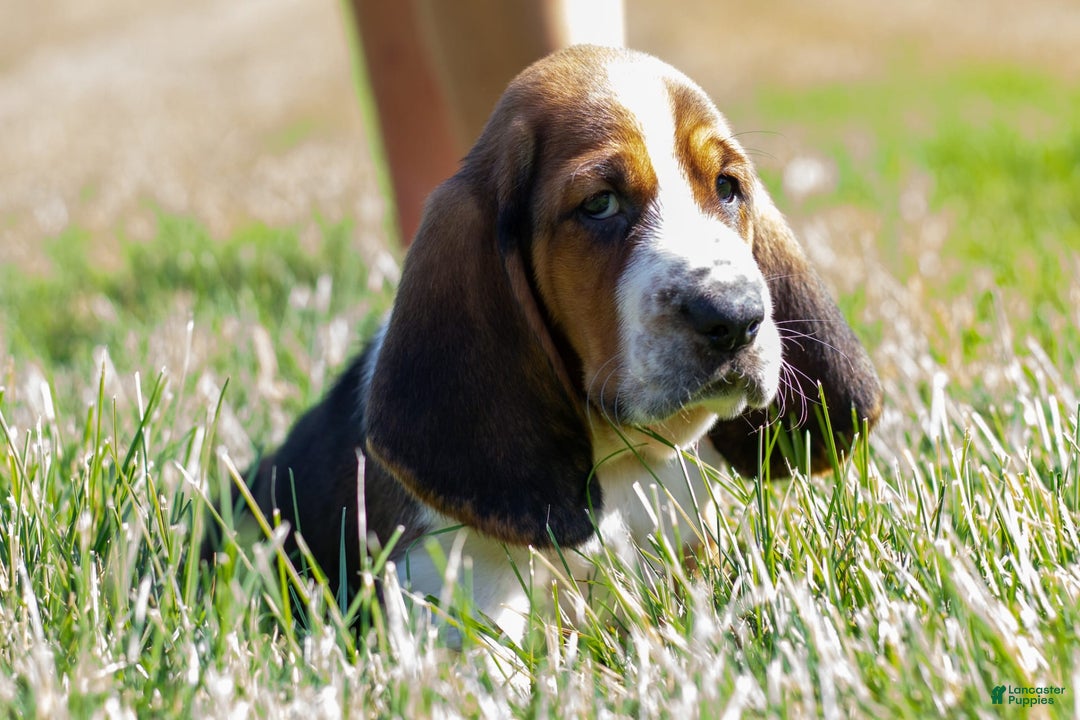 Basset Hound dogs for sale: Rocky - Image 12