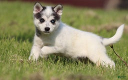 Alaskan Klee Kai dogs for sale: Edge - Image 2