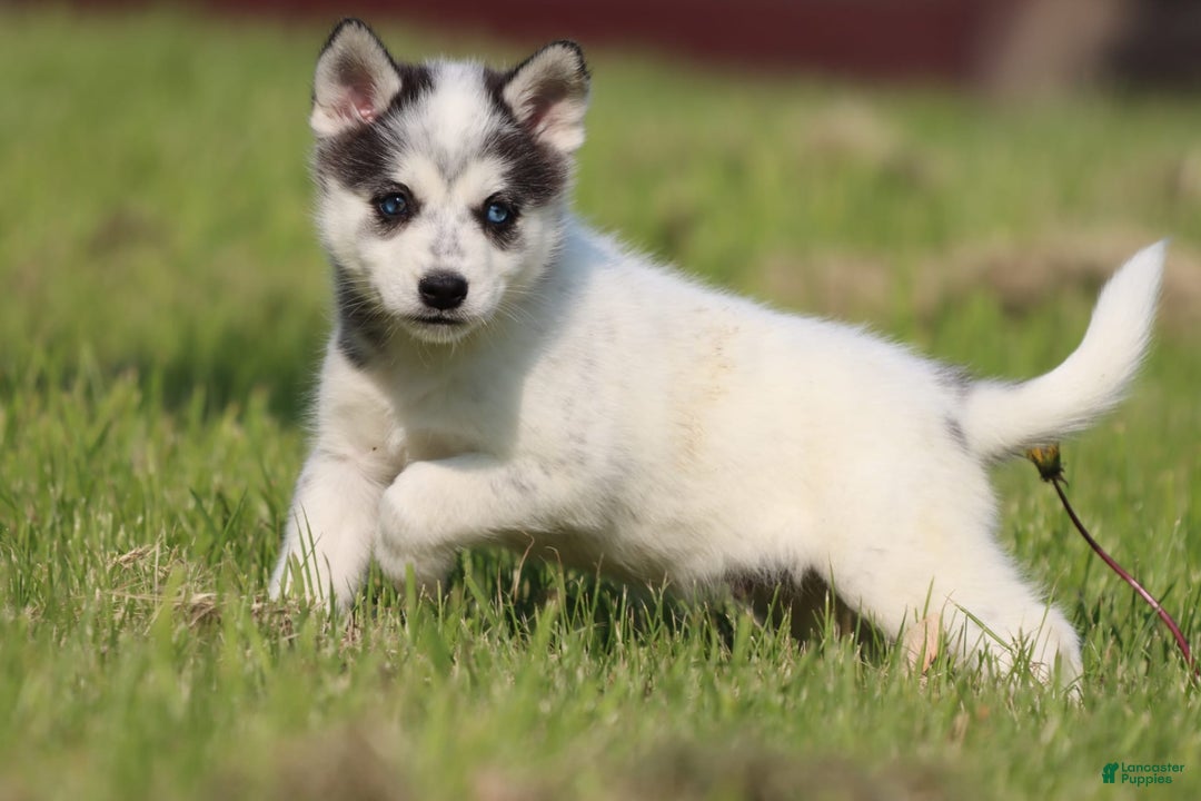 Alaskan Klee Kai dogs for sale: Edge - Image 2