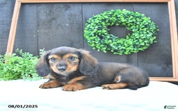 Dachshund dogs for sale: Tate - Image 1