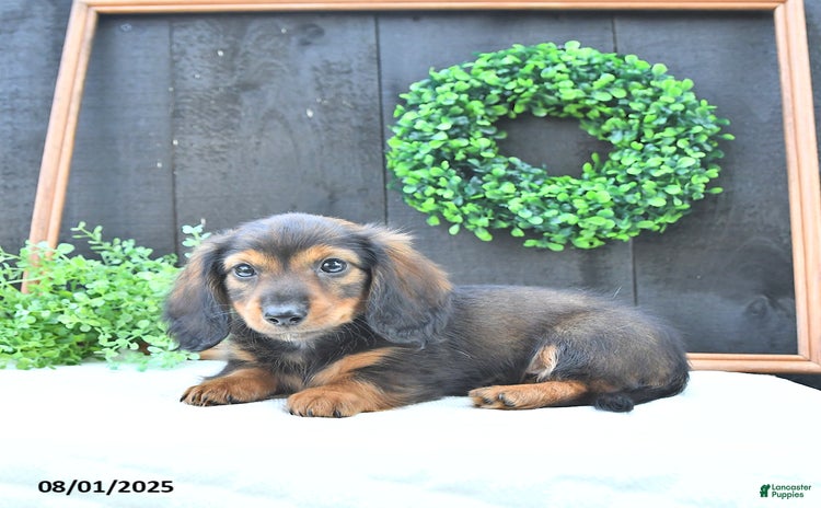 Dachshund dogs for sale - Ad 2
