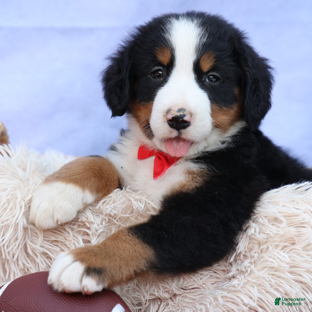 Bernese Mountain Dog dogs for sale: Sage - Image 10