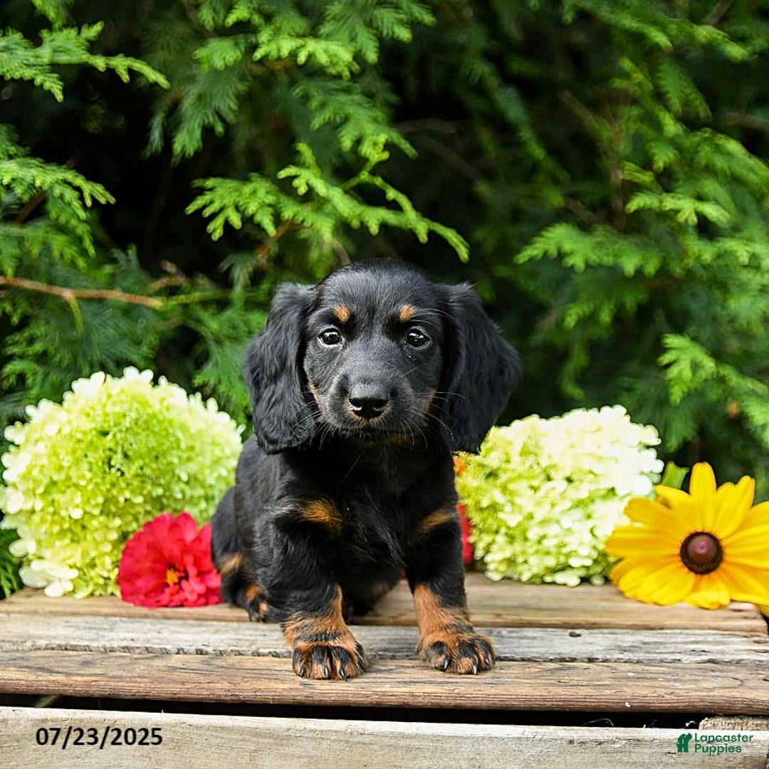 Miniature Dachshund dogs for sale: Espresso - Image 4