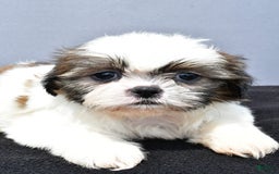 Shih Tzu dogs for sale: Beth - Image 12