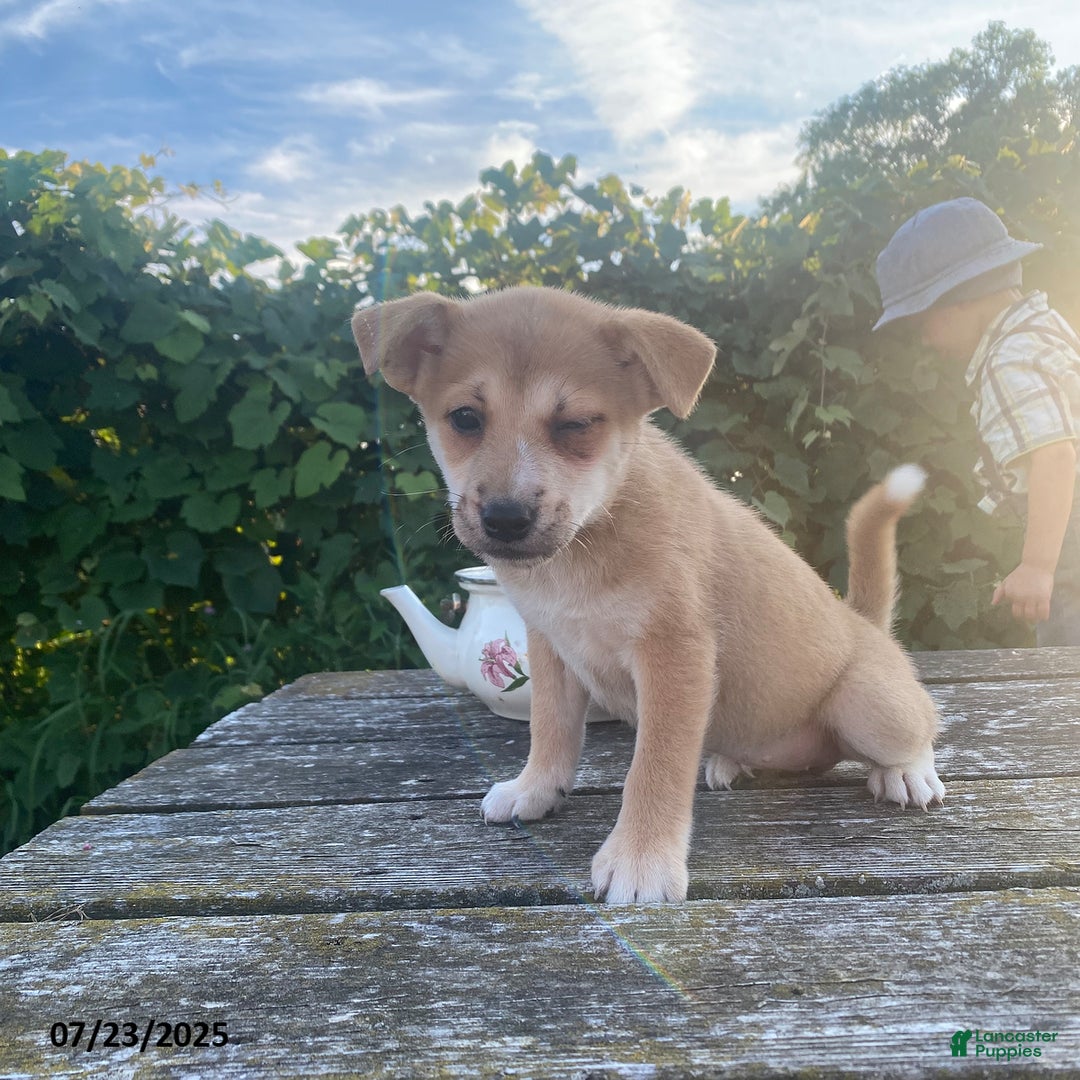 Shiba Inu dogs for sale: Lilac - Image 1