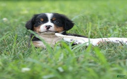 Bernese Mountain Dog dogs for sale: Sonny - Image 11