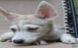 Gerberian Shepsky dogs for sale: Willy - Image 3