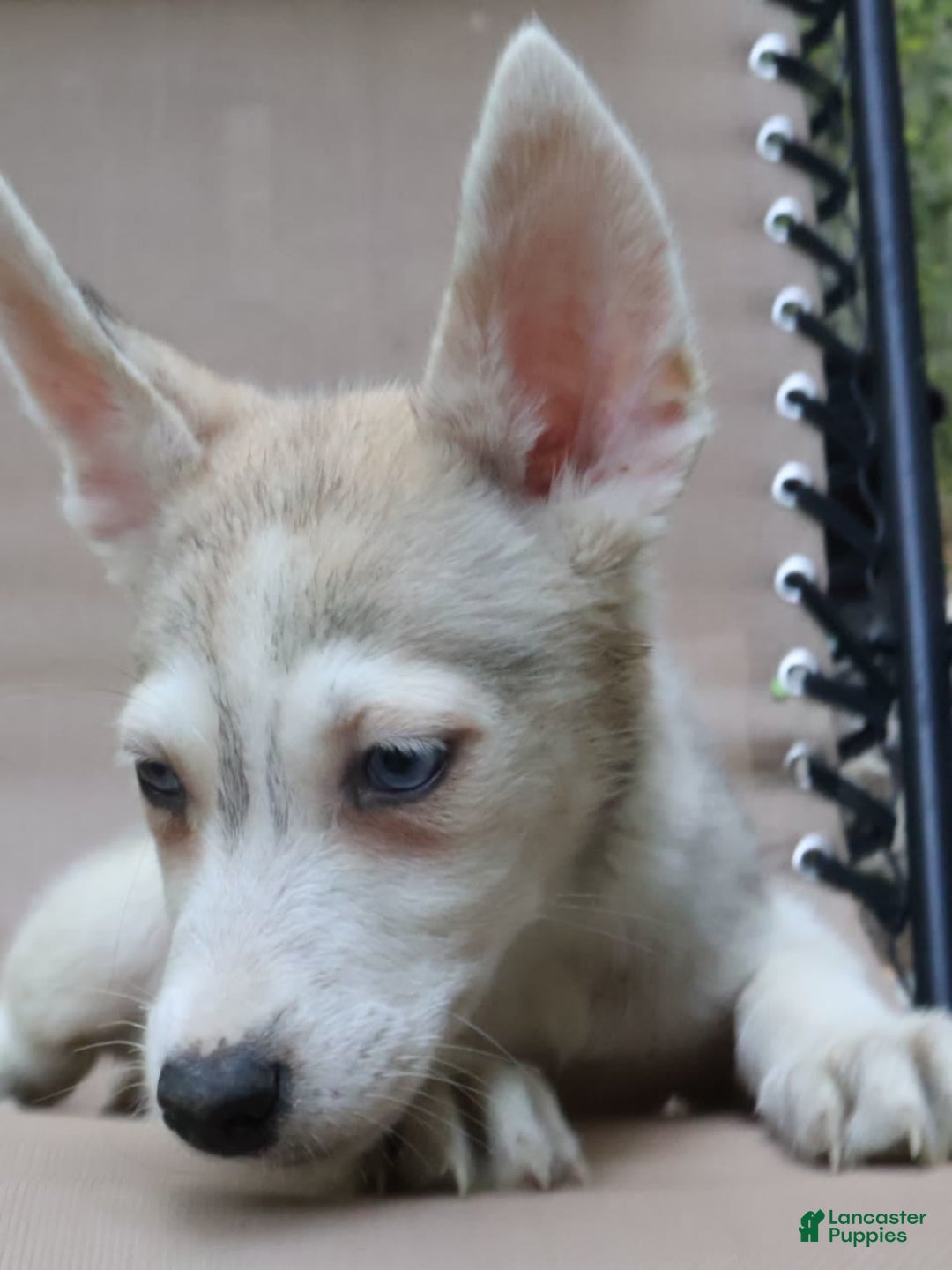 Gerberian Shepsky dogs for sale: Willy - Image 3