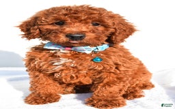 Miniature Poodle dogs for sale: Oscar - Image 2