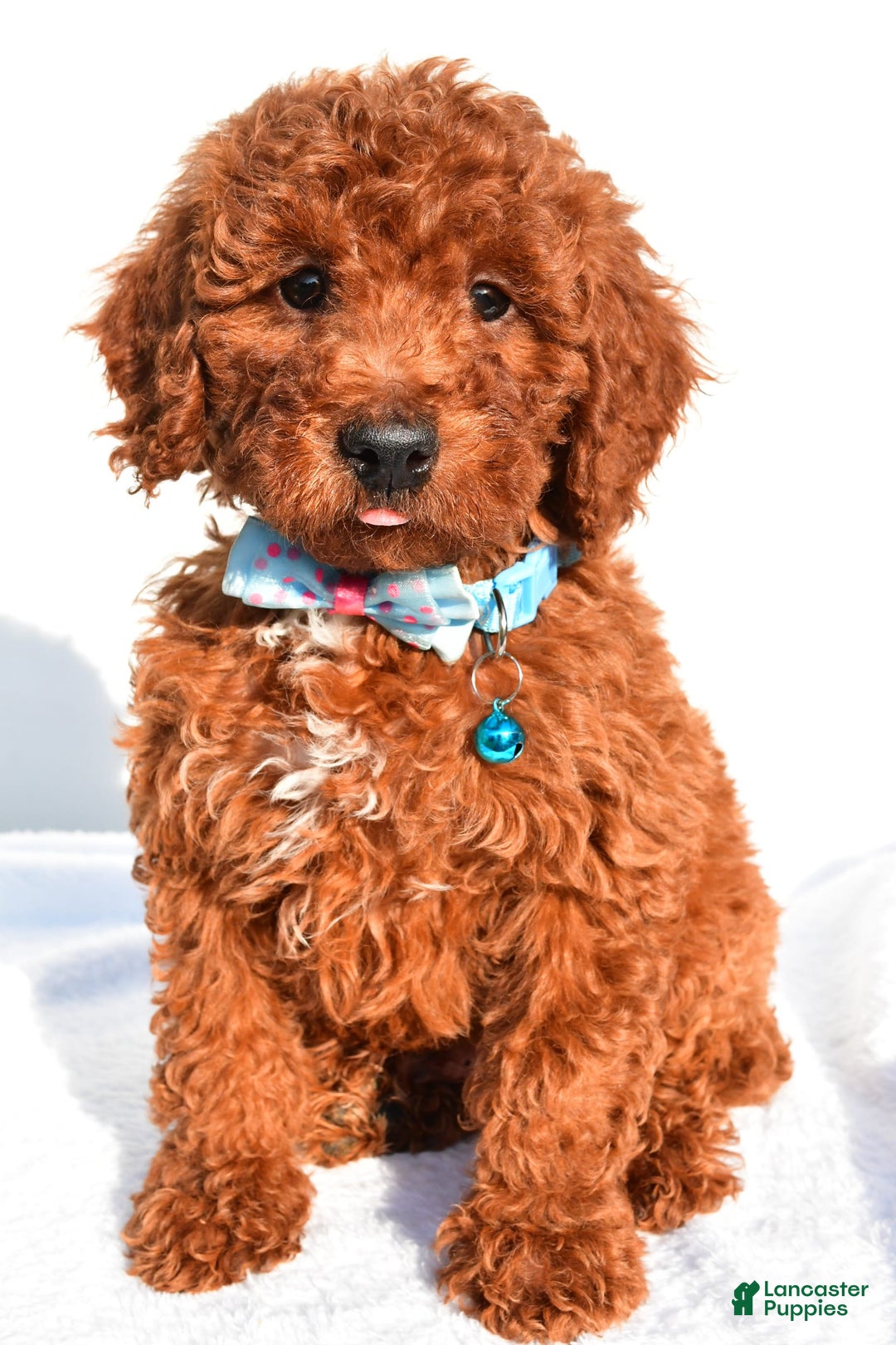 Miniature Poodle dogs for sale: Oscar - Image 2