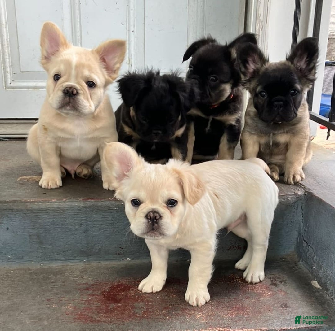 French Bulldog dogs for sale: Benny - Image 5
