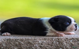 Boston Terrier dogs for sale: Daffodil - Image 2