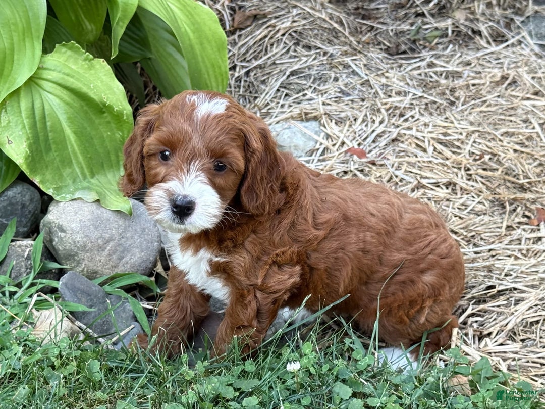 Cavapoo dogs for sale: Barbie - Image 9