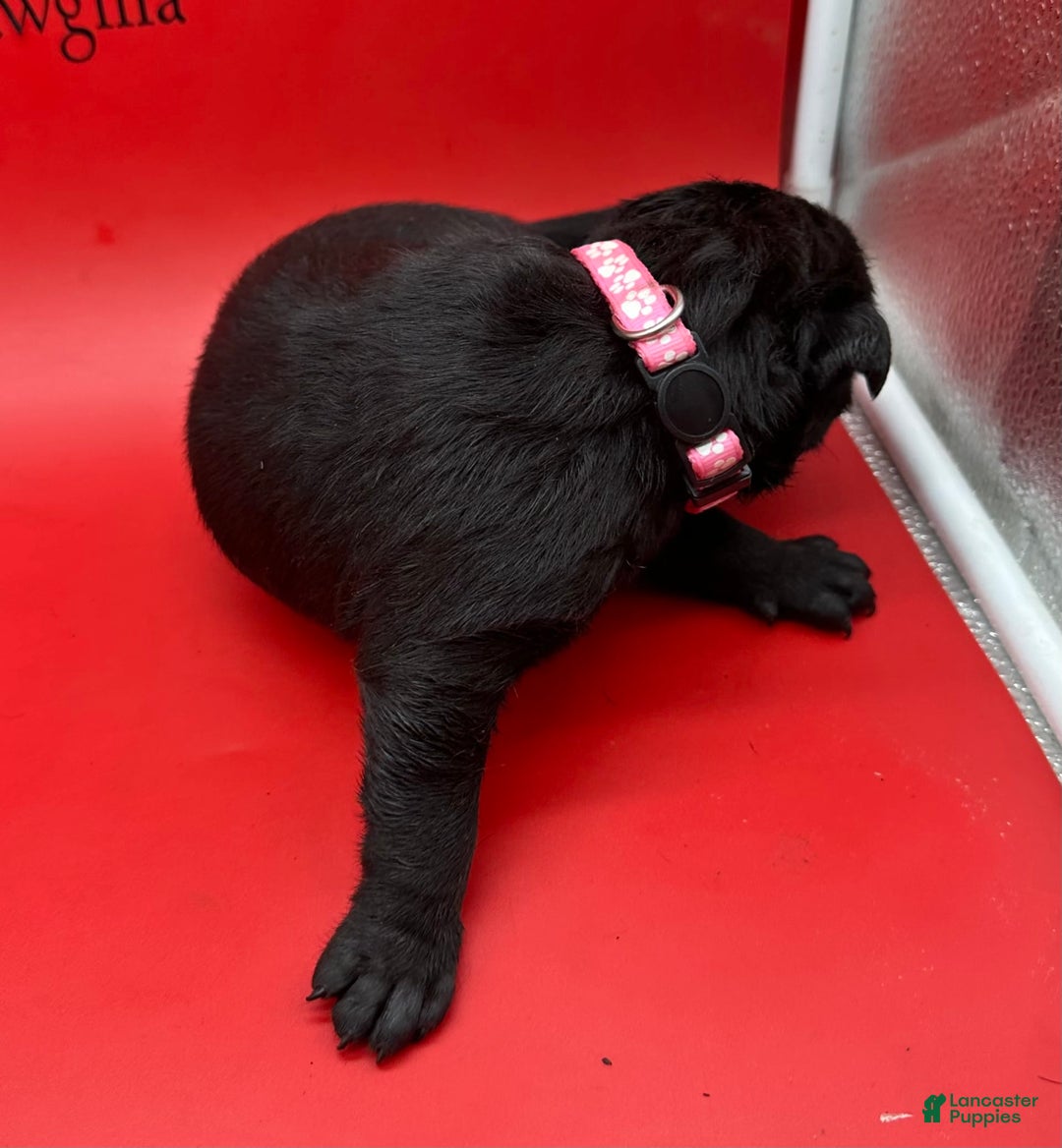 Cane Corso dogs for sale: ICCF Momo - Image 4