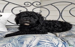 Standard Poodle dogs for sale: Archer - Image 3