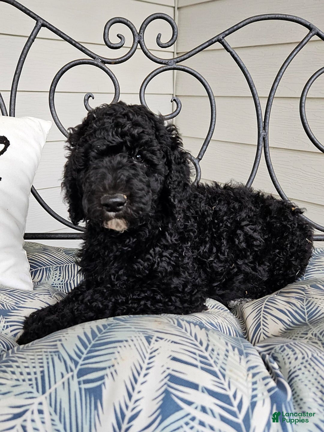 Standard Poodle dogs for sale: Archer - Image 3