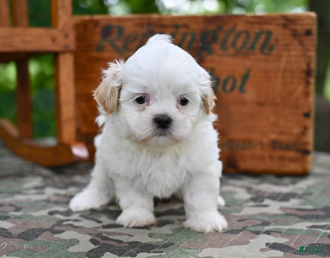 Shih Tzu dogs for sale: Oliver - Image 3
