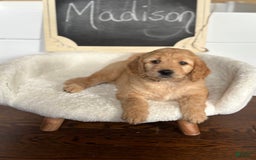 Goldendoodle dogs for sale: Madison - Image 4