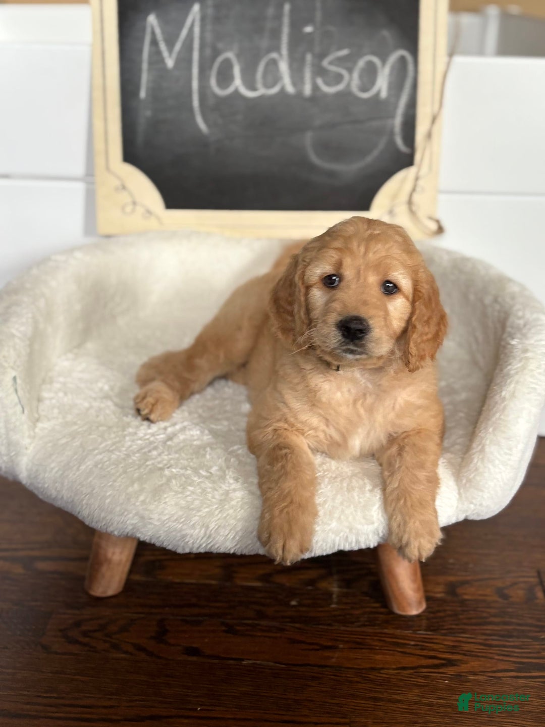 Goldendoodle dogs for sale: Madison - Image 4