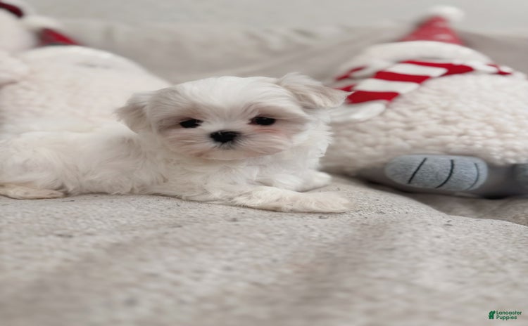Maltipoo dogs for sale - Ad 3